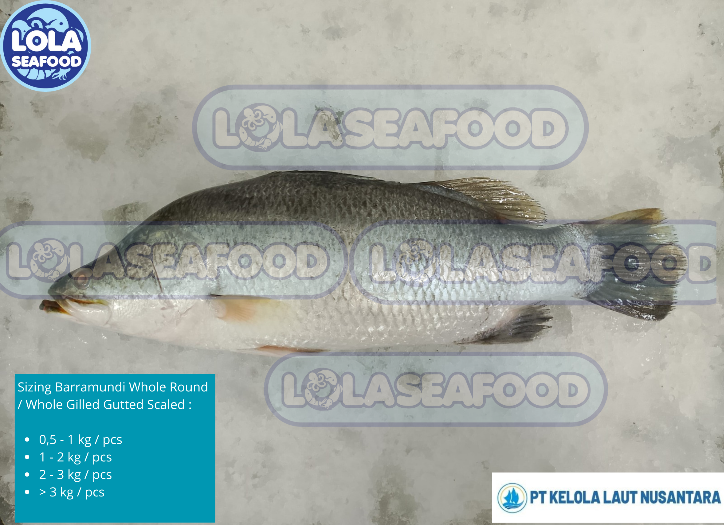 Barramundi Whole Round / Whole Gilled Gutted Scaled